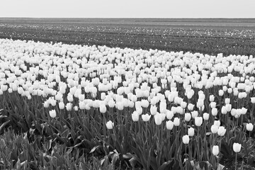Tulip fields in bloom in the Dutch province of Flevoland in the municipality Noordoostpolder is a colorful display of flowers