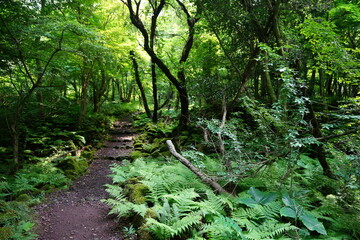 fine spring path to the light