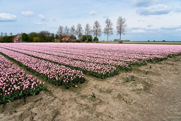Tulip fields in bloom in the Dutch province of Flevoland in the municipality Noordoostpolder is a colorful display of flowers