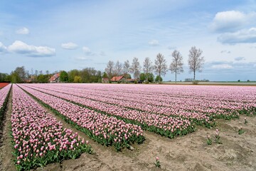 Tulip fields in bloom in the Dutch province of Flevoland in the municipality Noordoostpolder is a colorful display of flowers