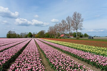 Tulip fields in bloom in the Dutch province of Flevoland in the municipality Noordoostpolder is a colorful display of flowers