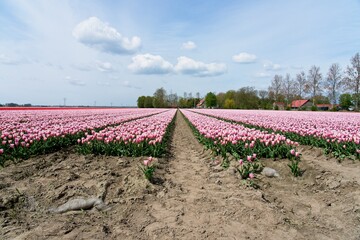 Tulip fields in bloom in the Dutch province of Flevoland in the municipality Noordoostpolder is a colorful display of flowers