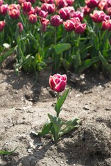 Close-up of tulip in bloom in the field in the Netherlands a main crop in Flevoland Noordoostpolder and Bollenstreek