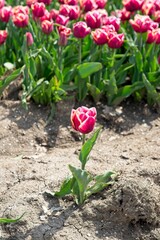 Close-up of tulip in bloom in the field in the Netherlands a main crop in Flevoland Noordoostpolder and Bollenstreek