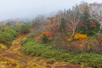 Fototapeta premium 日本の風景・秋 栂池高原 紅葉の栂池自然園