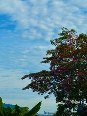 Malaysia’s Tabebuia Season Capturing the fleeting serenity and poetic charm brought by Tabebuia trees in the urban landscape.






