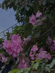 Malaysia’s Tabebuia Season Capturing the fleeting serenity and poetic charm brought by Tabebuia trees in the urban landscape.






