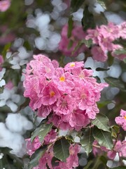 Malaysia’s Tabebuia Season Capturing the fleeting serenity and poetic charm brought by Tabebuia trees in the urban landscape.






