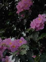 Malaysia’s Tabebuia Season Capturing the fleeting serenity and poetic charm brought by Tabebuia trees in the urban landscape.






