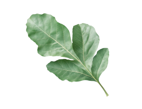 Green tropical leaf with detailed veins, isolated on transparent background, showcasing natural texture and vibrant color.