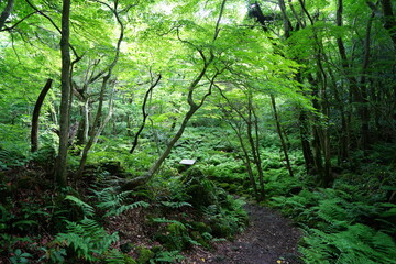 fine spring path through dense ferns
