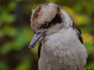 Fat Kookaburra Head Cocked Side On