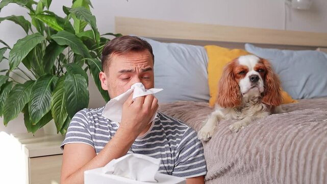 man takes out tissues and experiences sneezing fits next to a dog, suffering from allergies to pet hair.