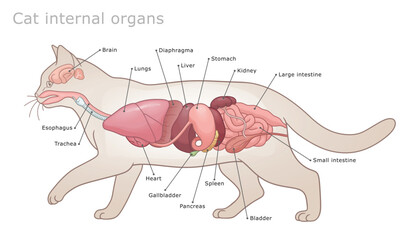 Vector labeled veterinarian diagram of cat`s main internal organs. 