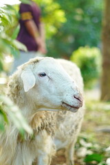 A white male goat tied with a small rope to a pole near the plants in the garden.