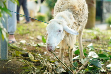 A white male goat biting a tree branch that fell to the ground