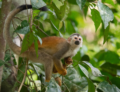 Red-backed squirrel monkey