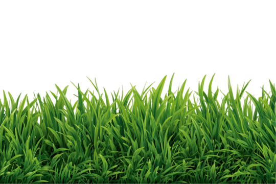 Lush Green Grass on Transparent Background, PNG