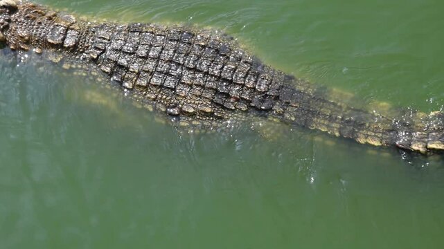 large crocodile swimming in green pond water, animal wildlife