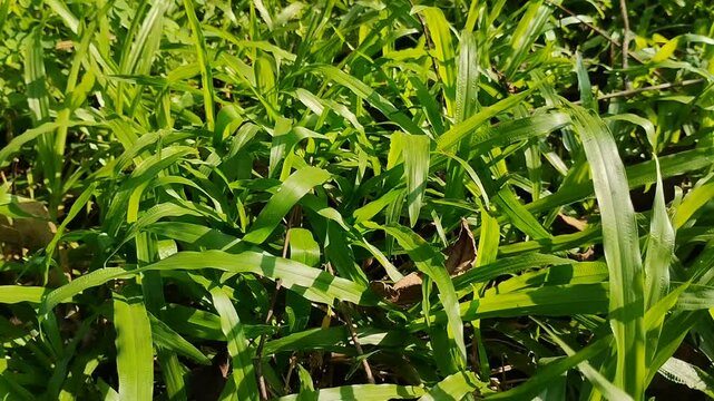 Brachiaria mutica grass (Urochloa mutica) exposed to sunlight. The grass is cultivated for animal feed.