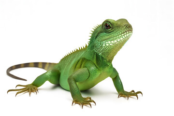 Obraz premium Green Chinese water dragon lizard isolated on white background, exotic reptile with spiky crest and striped tail, tropical jungle animal for pet care, wildlife education, zoology, nature, and herpetol