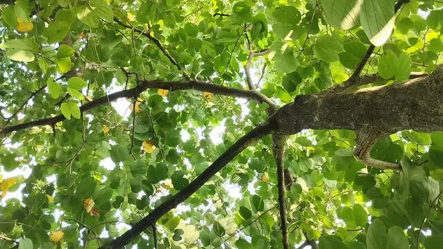 The Phanera variegata tree (Bauhinia variegata) is lush and full of leaves.