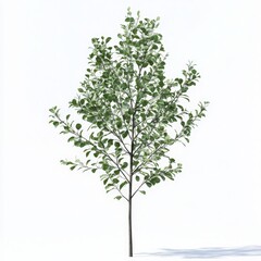 Small Green Deciduous Tree on White Background Digital Rendering