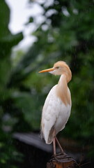 Cattle Egret in rain. These are the only member of monotypic genus Bubulcus