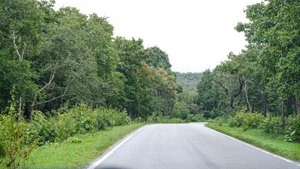 A forest road in Southern India