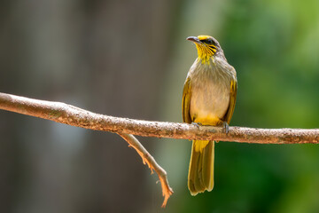 Stripe-throated Bulbul - Pycnonotus finlaysoni, beautiful shy perching bird from Asian forests and woodlands, Vietnam.