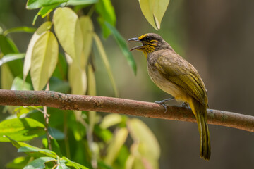 Stripe-throated Bulbul - Pycnonotus finlaysoni, beautiful shy perching bird from Asian forests and woodlands, Vietnam.