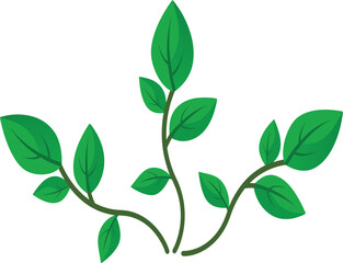 Basil Leaf Branch Curved Herb Twig Isolated on White Background
