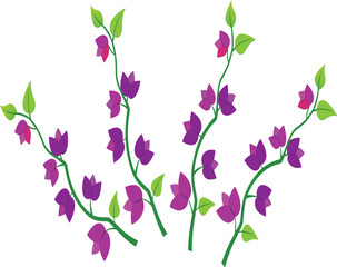 
Bougainvillea Vine Segment with Vibrant Purple or Pink Flowers – Stock Photos & Free Images