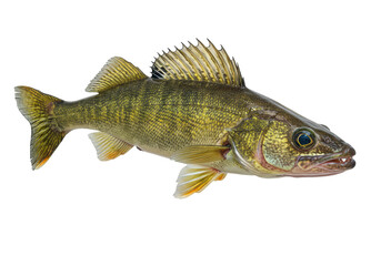 Isolated Freshwater Zander Fish with Yellow Fins