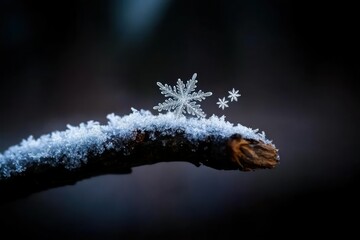 Snowflakes on a twig