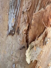 The Path of the Black Ant