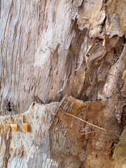 The Path of the Black Ant