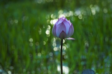 Bright pink and purple lotus flowers in a beautiful spring morning garden.