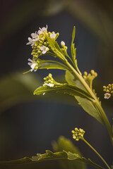Field plants on a sunny day in June. Blurred background, close-up.