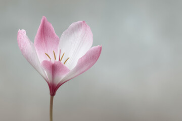 Fototapeta premium single flower in light minimalistic setting emphasizing its beauty against ultrabright clean background