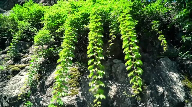 Lush green vines cascading down rocky outcrop