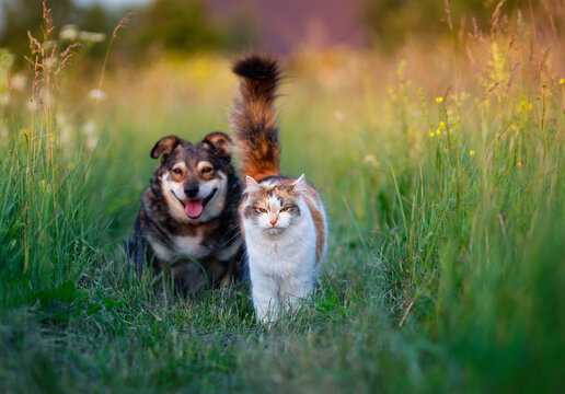two furry friends cat and dog walking on green grass in sunny summer meadow - Powered by Adobe