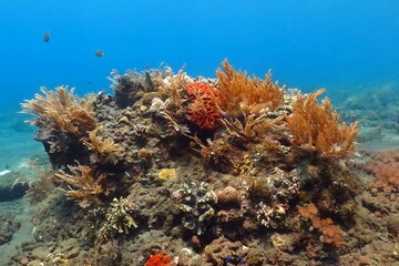 Colorful vivid tropical coral reef. Fish and corals, wild marine life in the ocean. Underwater photography from scuba diving. Healthy reef and aquatic wildlife. Travel picture, scuba trip.