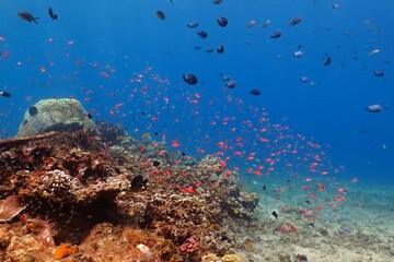 Colorful underwater coral reef, hard coral with fish in the blue ocean. Scuba diving on the reef in the tropical sea. Marine life in the ocean, underwater photo. Travel picture, aquatic wildlife.