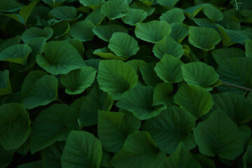 green leaves background