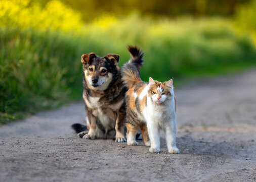 a couple of furry friends cat and dog walking along a country road with their tails up