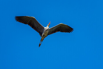 great grey heron bird flying high in blue sky with wings spread wide