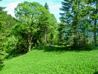Obraz premium Switzerland, Meiringen, trees with green grass