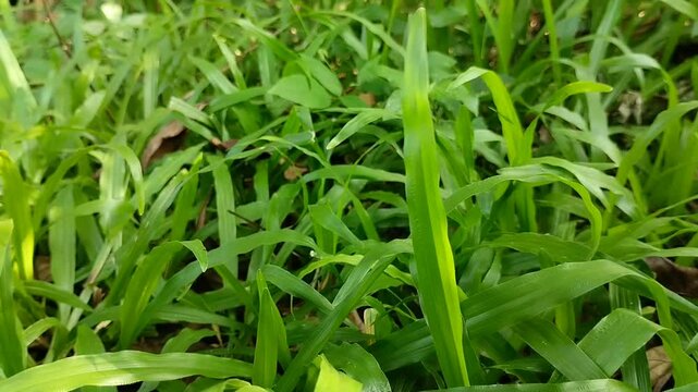 Brachiaria mutica grass (Urochloa mutica) exposed to sunlight. The grass is cultivated for animal feed.