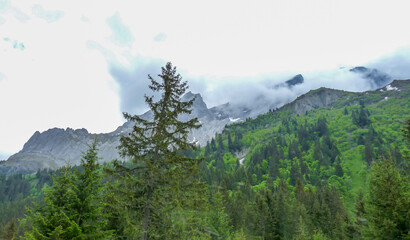 Switzerland, Meiringen, a tree with a mountain in the background